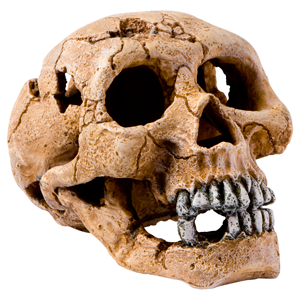 Schedel 15cm