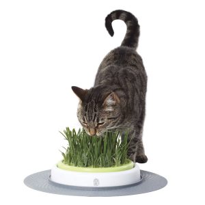 cat it senses garden